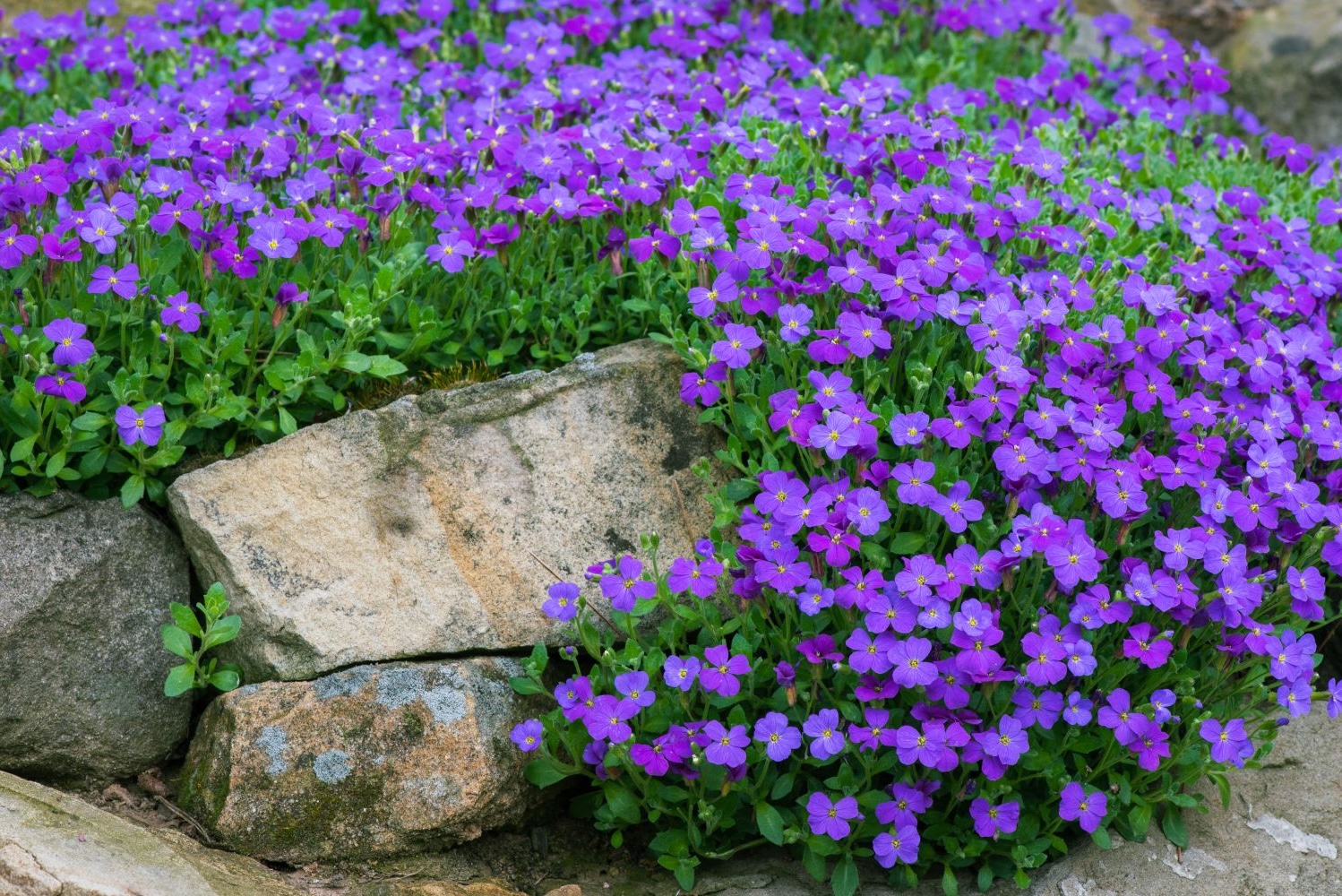 blaukissen-lateinischer-name
