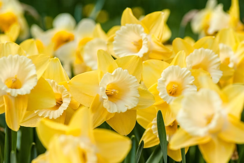 gelbe-blumen