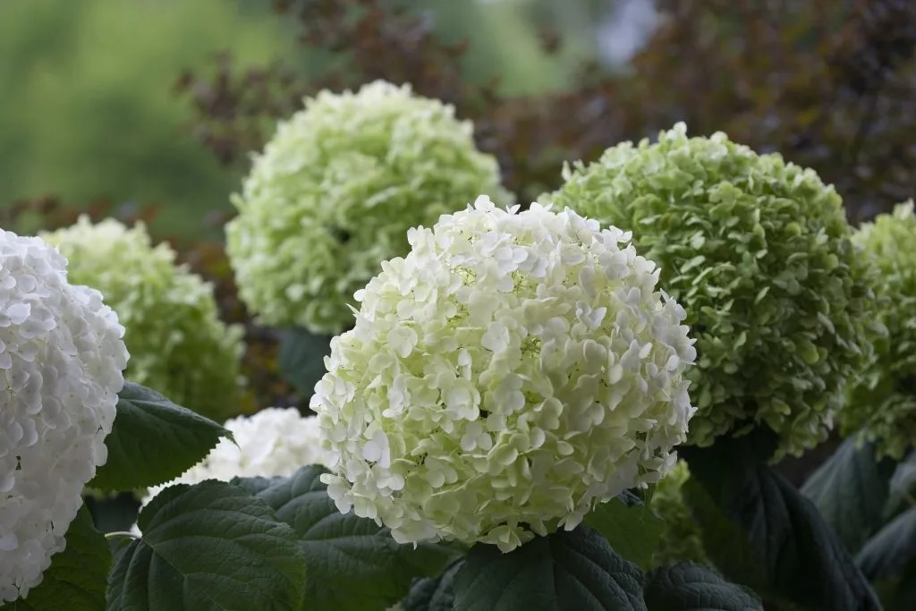 hortensien-gruen-weiss