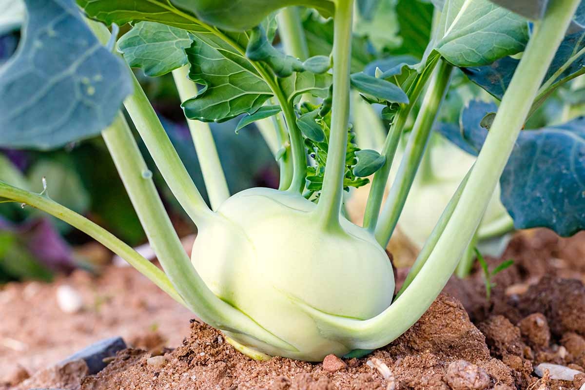 kohlrabi-pflanzen
