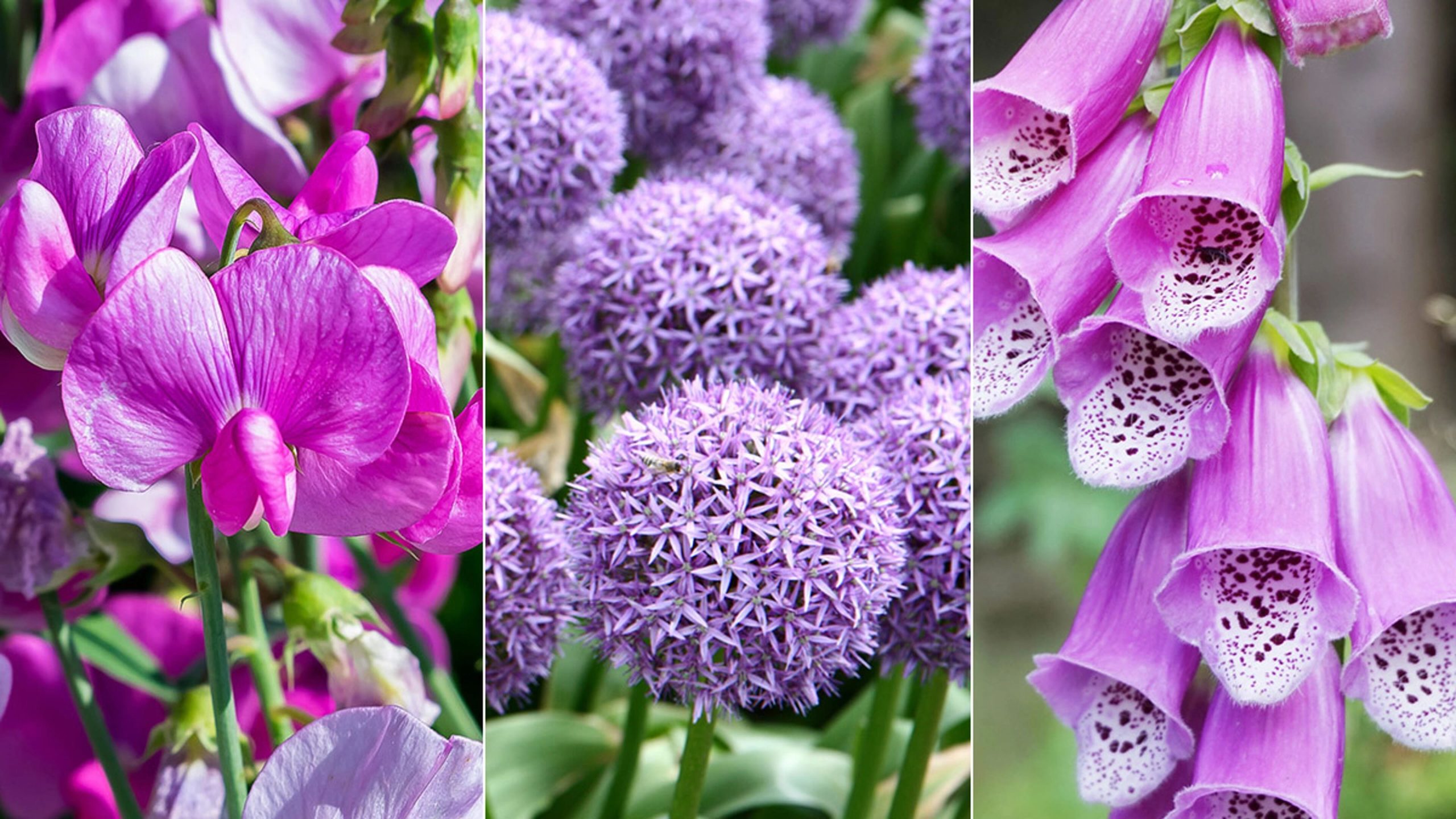 lila-blumen-garten