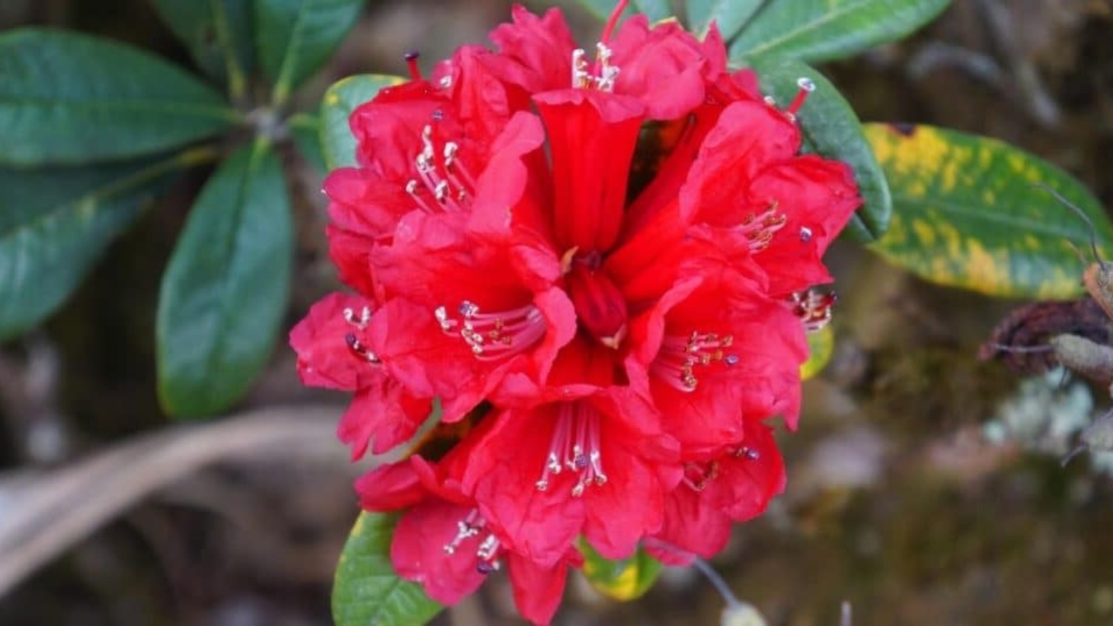 rote-blumen