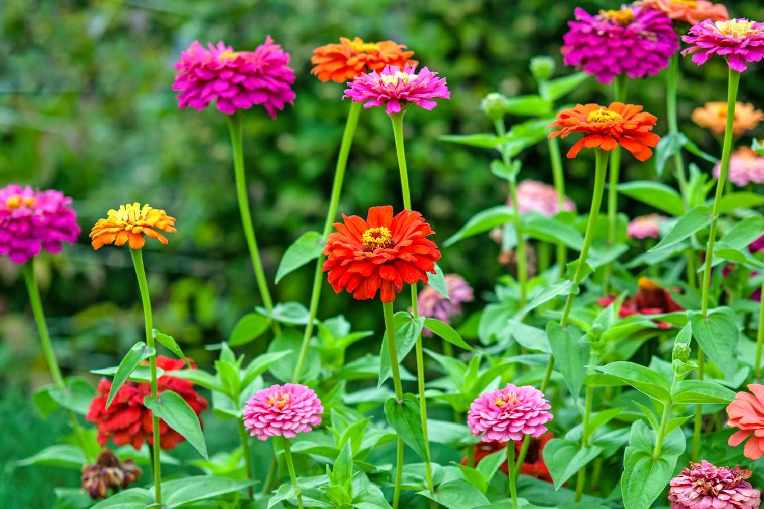 schnittblumen-fuer-den-garten