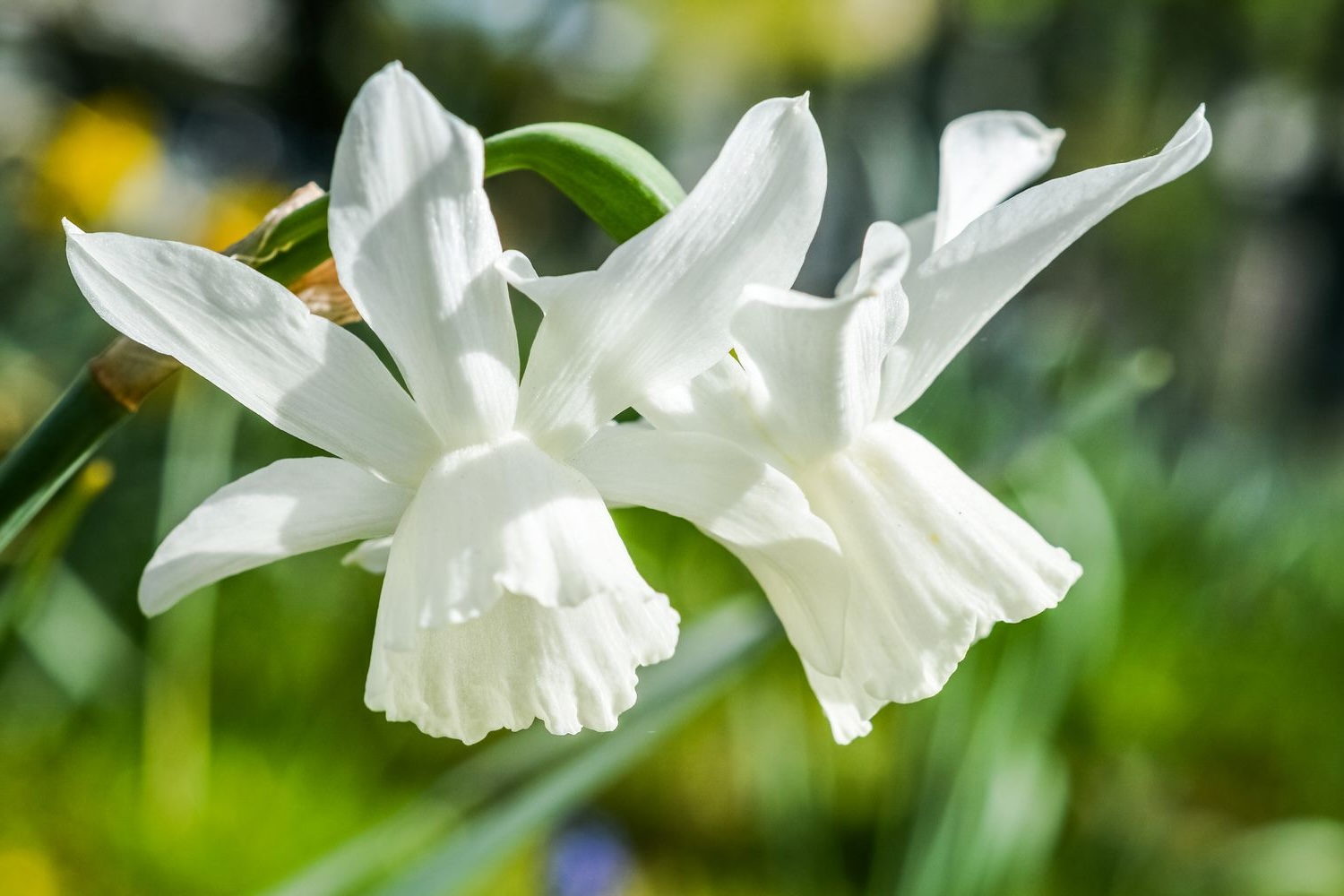 weisse-blumen