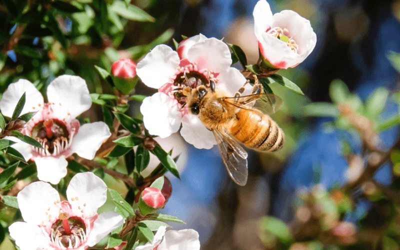 bienenfreundliche-straeucher