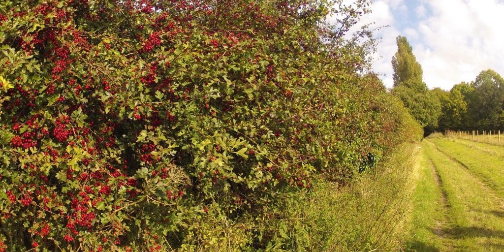hecke-fuer-insekten