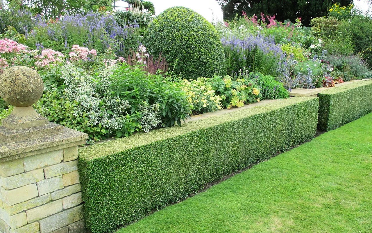 hecke-fuer-kleine-gaerten