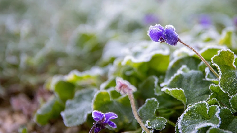 winterblumen