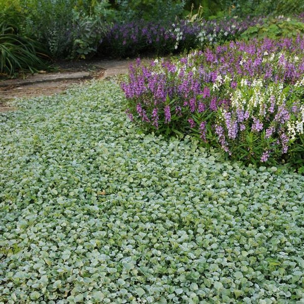 Bodendecker winterhart immergrün