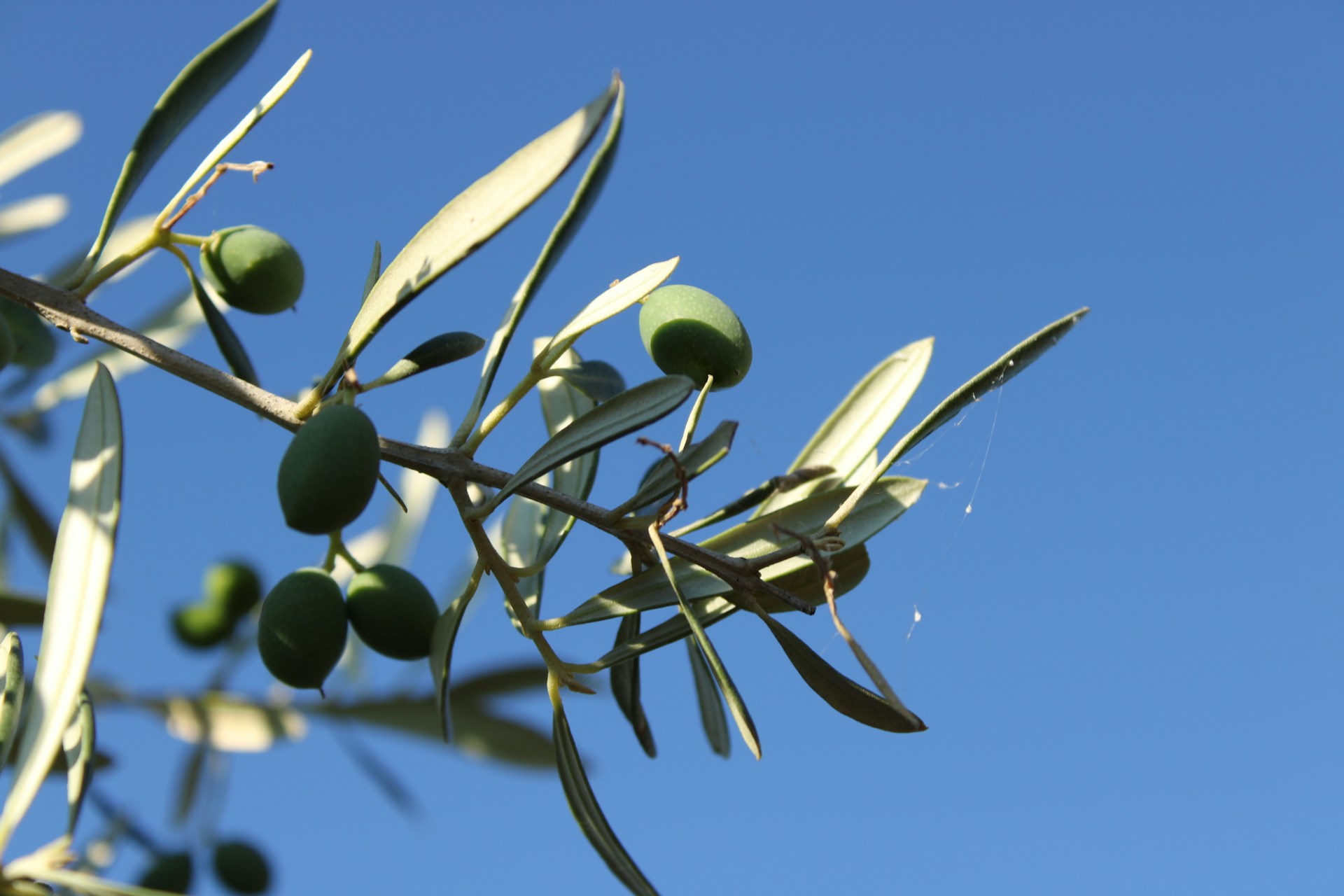 Olivenbaum winterhart