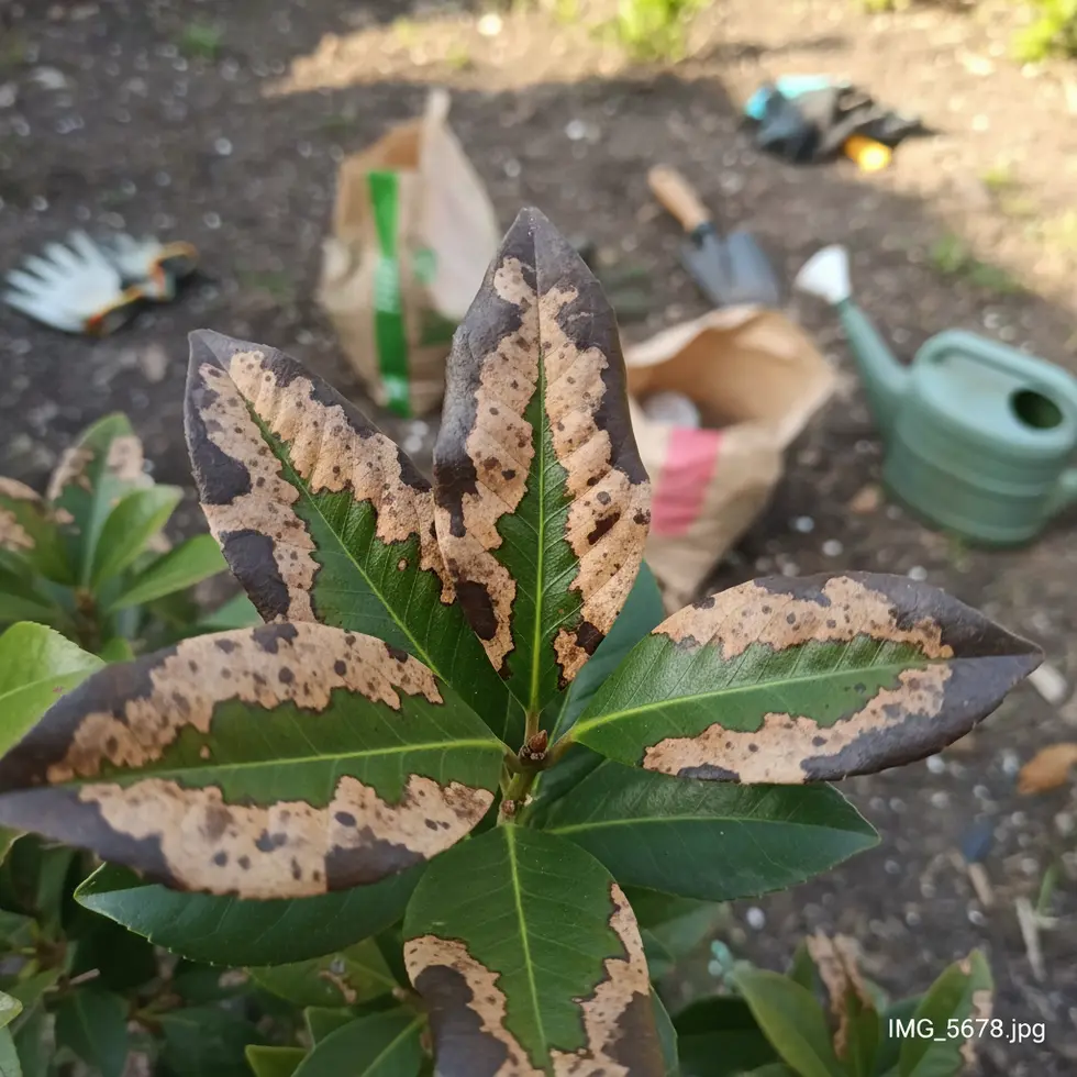 Verbrannte Kirschlorbeerblatter im Frühlingslicht Nahaufnahme von verbrannten Kirschlorbeerblättern mit braunen Flecken im Frühlingslicht