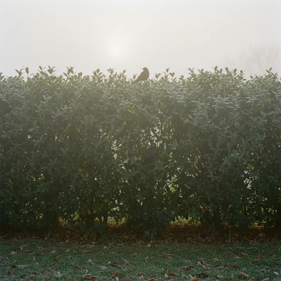 Wintergrüner Liguster 'Atrovirens' kaufen – Idealer Sichtschutz - Photo Wintergrüner Liguster 'Atrovirens' kaufen: Dichte Hecke mit Amseln im Morgennebel