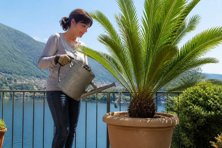Une femme arrose avec soin un grand palmier dattier en pot sur une terrasse ensoleillée.