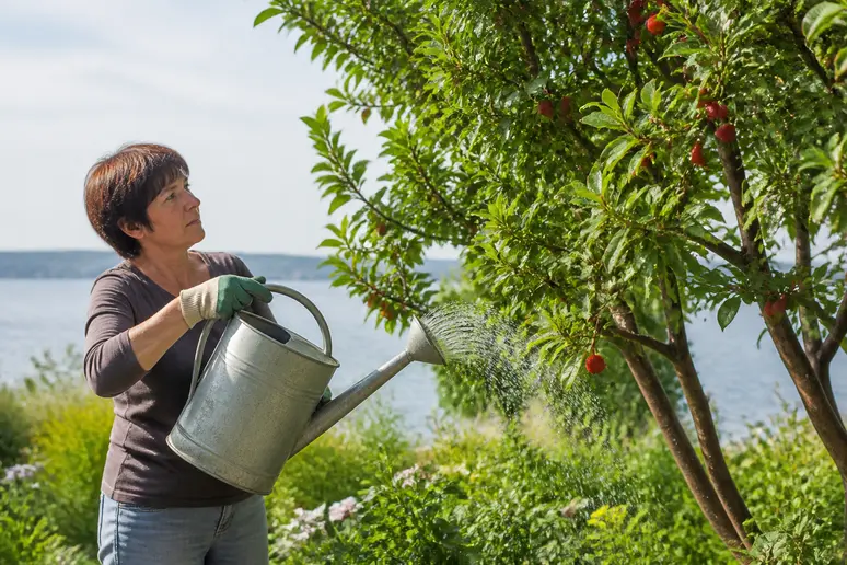 Une jardinière arrose délicatement son arbousier avec un rosier à proximité, sous un ciel clément.