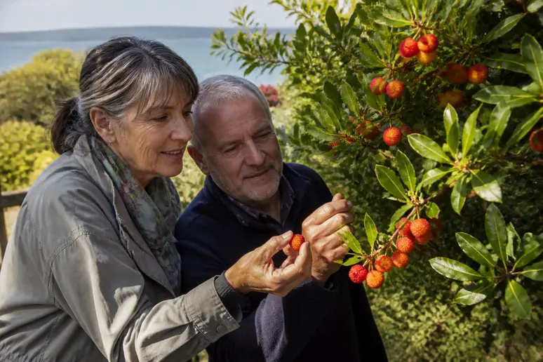 Un couple récolte des arbouses mûres sur un arbuste, profitant des derniers rayons du soleil d'automne.