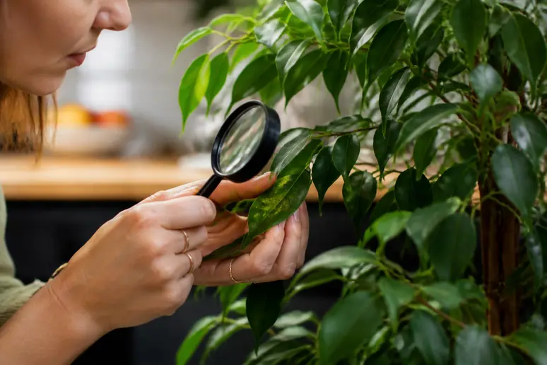 Mains inspectant attentivement les feuilles d'un Ficus Benjamina avec une loupe pour déceler les parasites.