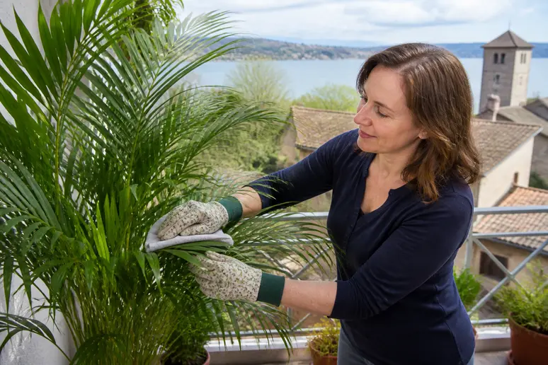Une jardinière française essuie délicatement les feuilles d'une palme d'intérieur sur son balcon ensoleillé.