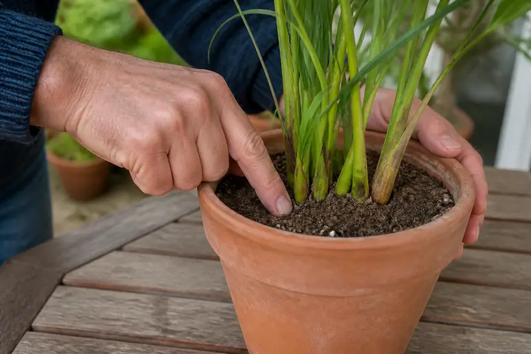 Des mains vérifient la fraîcheur de la terre d'une palme d'intérieur, sur une table de jardin en bois.
