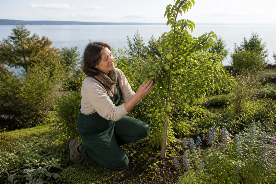 kleine-baeume-fuer-den-garten