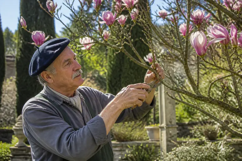 Un jardinier expérimenté montre comment élaguer une magnolia mature pour préserver sa forme naturelle et sa santé.
