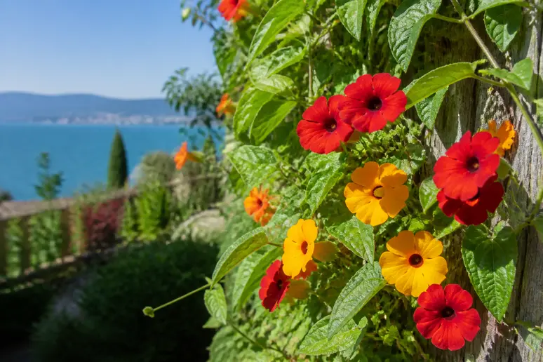 Leuchtend gelbe und rote Blüten der Schwarzäugigen Susanne ranken sich an einem Holzzaun in einem sonnigen Garten am Bodensee.