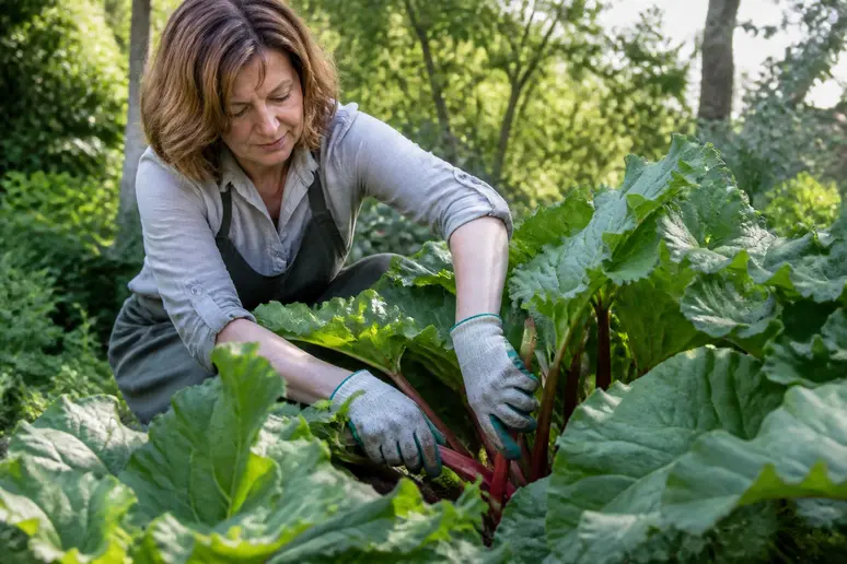 Une jardinière française récolte délicatement des tiges de rhubarbe charnues à la base.