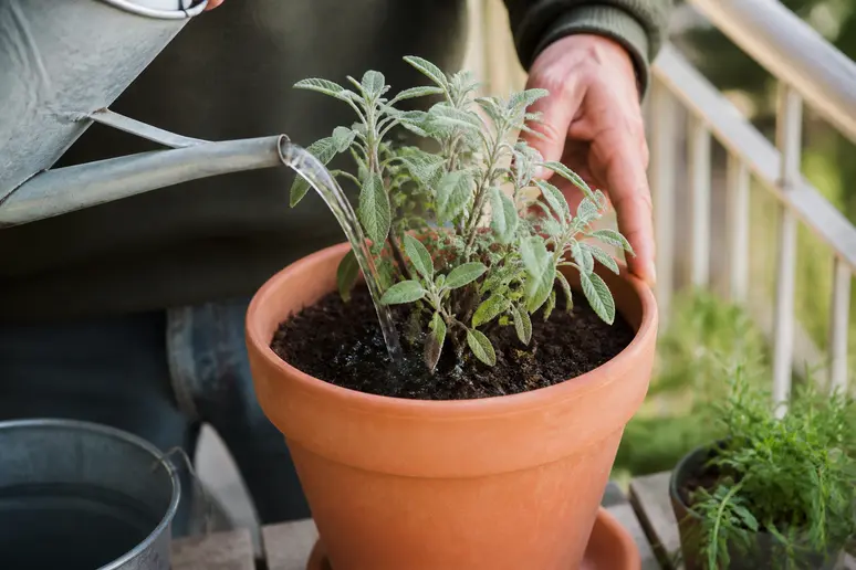 Des mains arrosent délicatement une sauge officinale fraîchement taillée, en pot sur un balcon baigné de soleil.