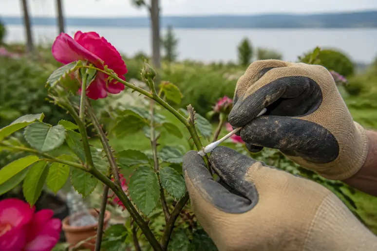 Gärtnerhände reinigen Rosenstamm mit Wattestäbchen, biologische Schädlingsbekämpfung am Bodensee.