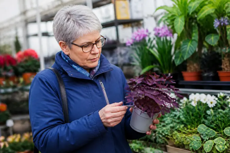Frau begutachtet Preis einer Zimmerpflanze mit lila Blättern im Gartencenter, Kaufentscheidung.
