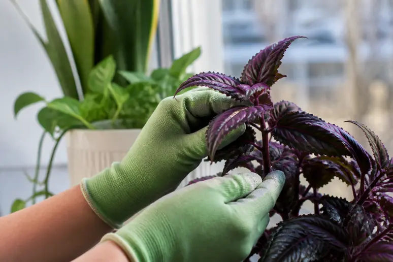 Deutsche Hand berührt sanft die tiefvioletten Blätter einer Zimmerpflanze, Standortwahl für intensive Farbe.