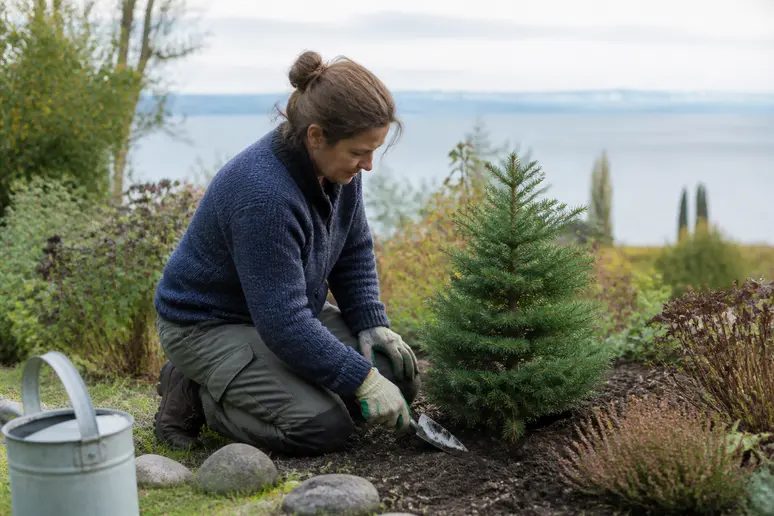 Jardinière attentif travaillant la terre autour d'un jeune conifère dans un jardin au bord du lac.