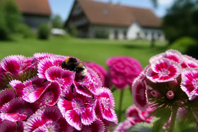 Ein Hummel sammelt Nektar von bunten Bartnelken im naturnahen Garten.