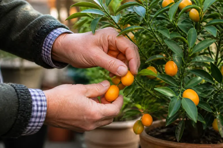 Hände eines Mannes ernten leuchtend orange Calamondin-Früchte vom Zweig.
