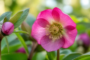 Welche Candy Love Pflanzen bereichern Ihren Bodensee-Garten?