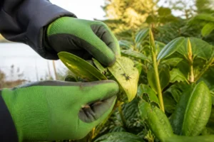 Dickmaulrüssler im Garten: Erkennen und natürlich bekämpfen