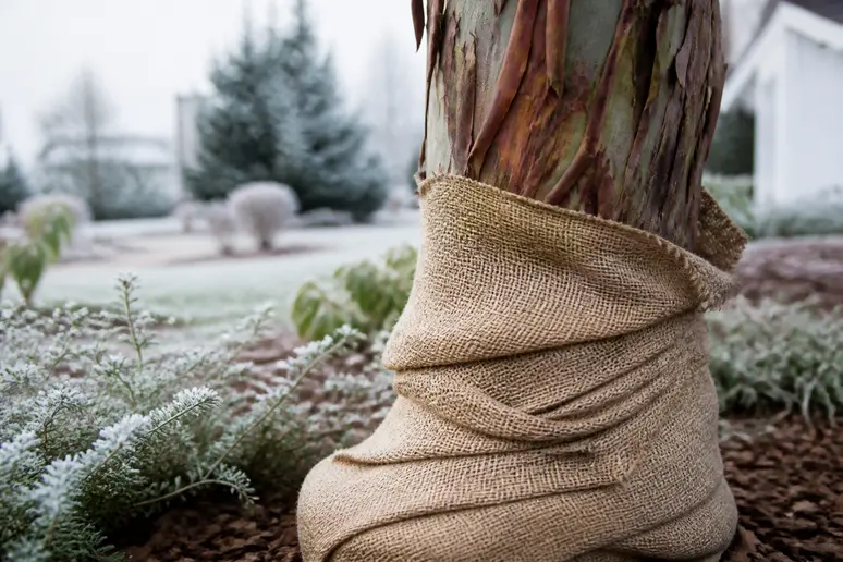 Winterharter Eukalyptus geschützt mit Sackleinwand vor Frostschäden im deutschen Garten.