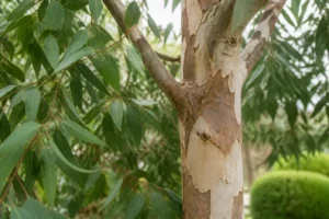 Winterharter Eukalyptus: So gelingt Pflanzung und Überwinterung