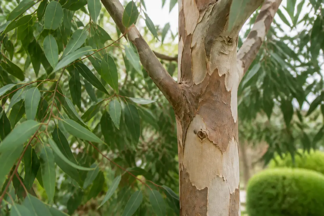Winterharter Eukalyptus: So gelingt Pflanzung und Überwinterung