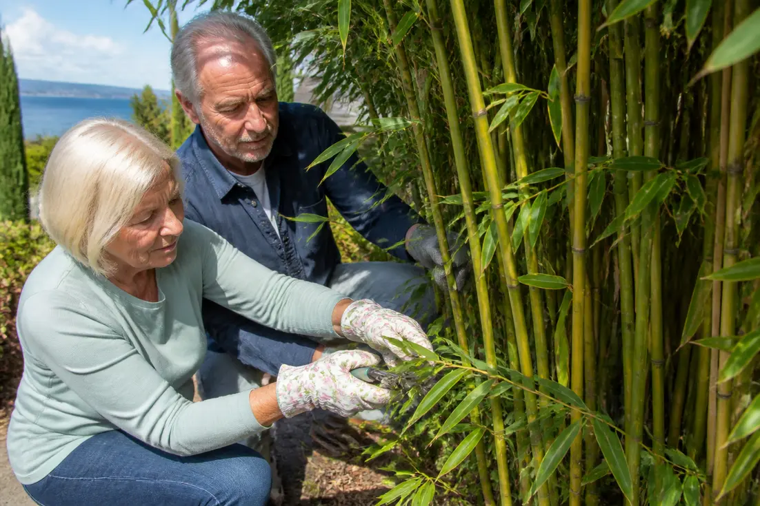 Garten-Bambus: So wird er zur Zierde, nicht zur Plage