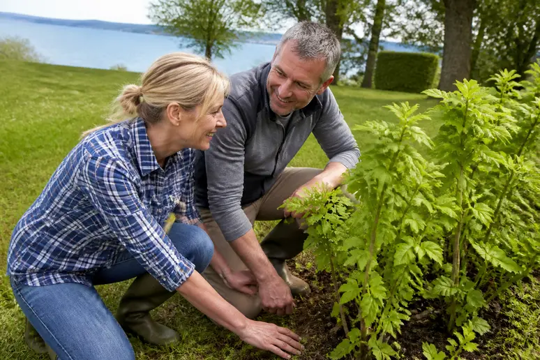 Deutsche Gärtner prüfen den Boden für die Hainbuchenhecke am Bodensee bei schönem Wetter.
