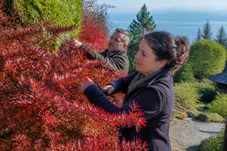 Deutsches Ehepaar pflegt rote Hecken-Berberitze mit roten Blättern, Bodensee-Garten, naturnah.