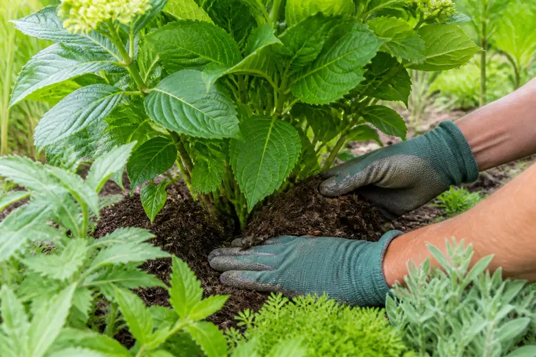 Gartenhände mit Handschuhen verteilen Kompost um eine gesunde Hortensie zur Verbesserung der Bodengesundheit.