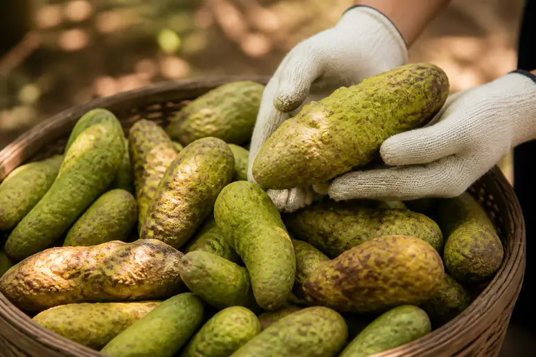 Reife Indianerbanane Früchte in einem Korb, bereit zur Ernte, mit Hinweisen auf kurze Haltbarkeit.