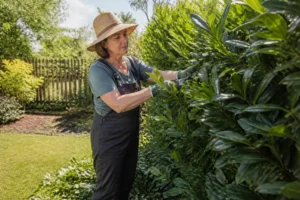 Kirschlorbeer: Wie giftig ist er wirklich für Garten & Familie?