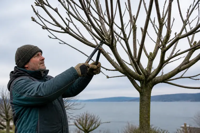 Ein Gärtner kürzt im Spätwinter einen Kugeltrompetenbaum zur Formgebung am Bodensee.