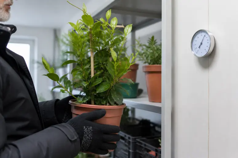 Mandevilla Pflanze wird für die erfolgreiche Überwinterung in ein helles, kühles Quartier gestellt.