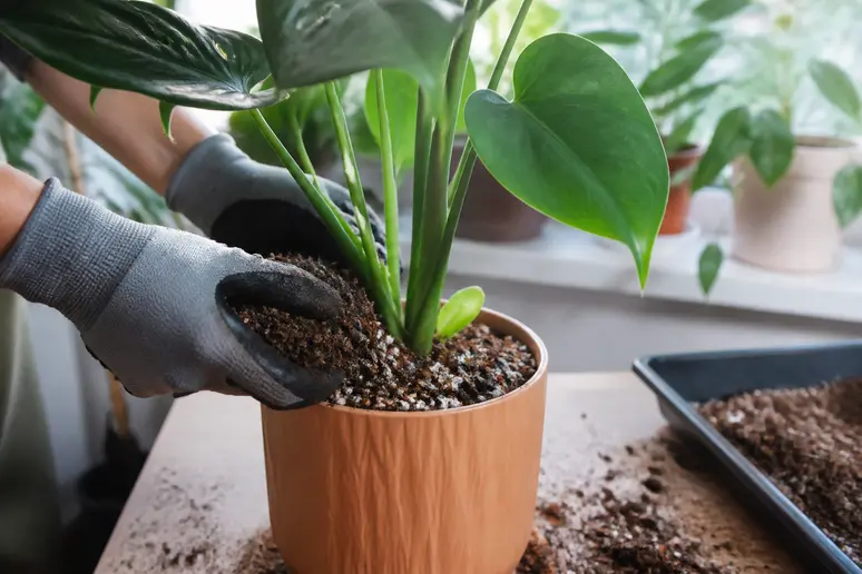 Hände mischen monstera-erde und topfen eine Monstera sorgfältig um