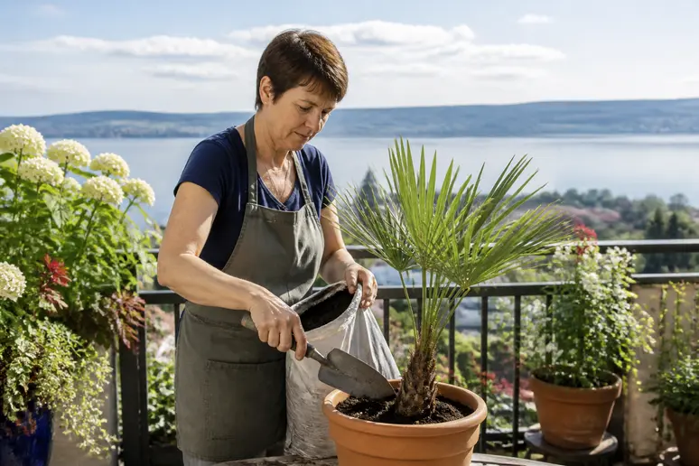 Eine Frau auf ihrem Balkon in Lindau pflanzt eine Hanfpalme in einen Terrakotta-Topf mit Blick auf den Bodensee.