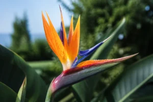 Paradiesvogelblume richtig pflegen: Häufige Fehler vermeiden