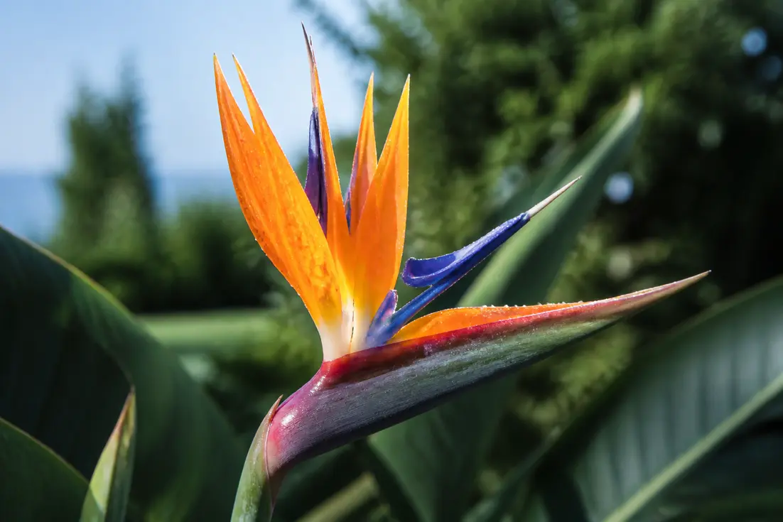 Paradiesvogelblume richtig pflegen: Häufige Fehler vermeiden